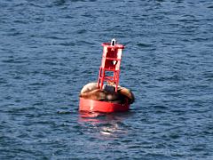 01C Sea Lions Rest On a Buoy As The Cruise Ship Passes Through A Narrow Strait After Leaving Ketchikan For Juneau